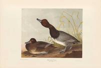 Bien Edition Audubon Print -  Red-headed Duck 202//136